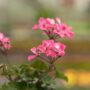 Geranium – Caliente Pink – 4.5″ Pot